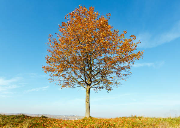 autumn tree on hill