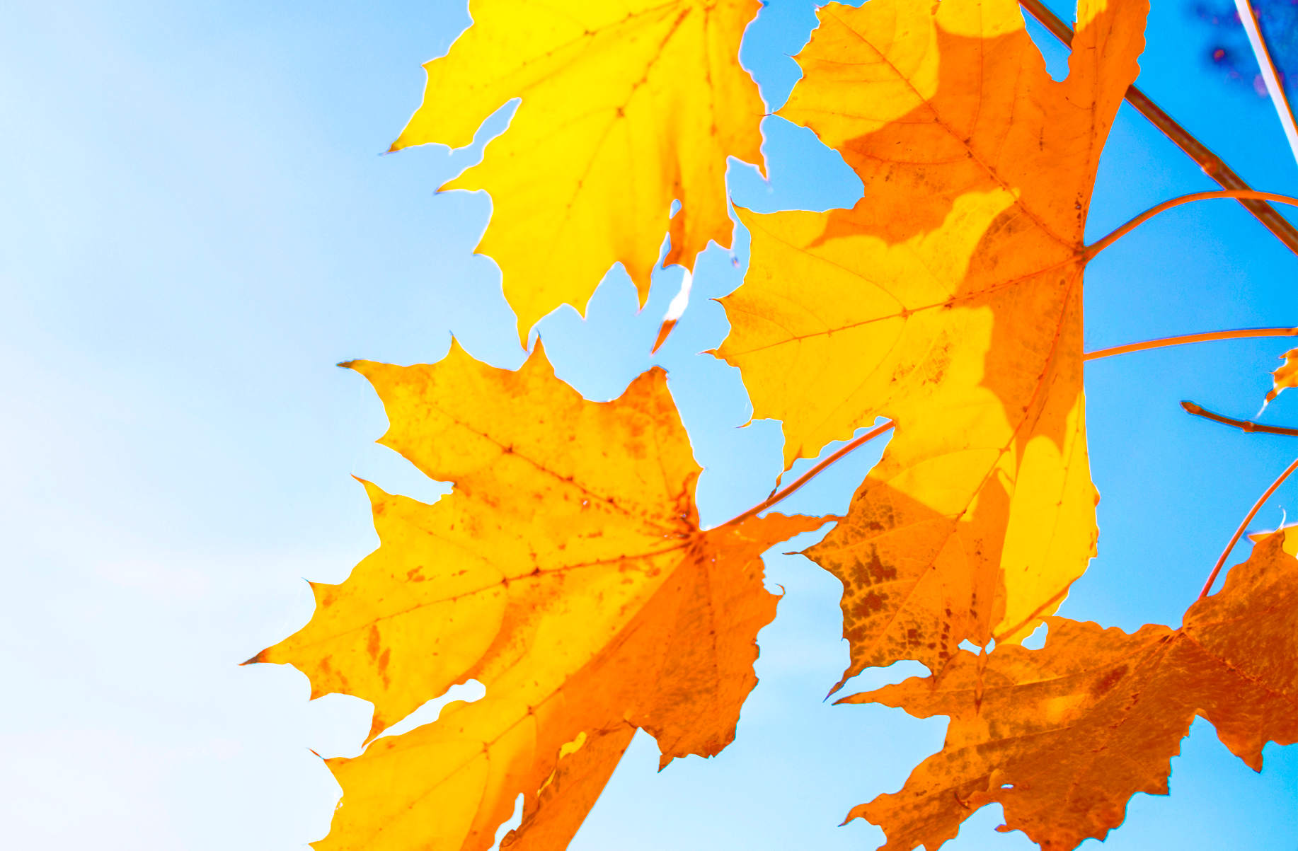 bright yellow leaves against blue sky