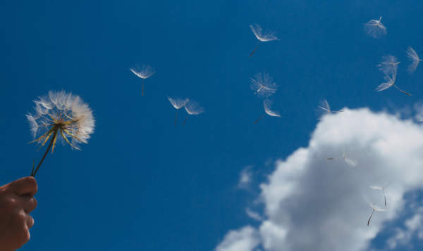 hand holding dandelion against blue sky