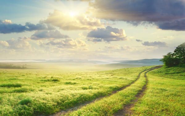 path meadow